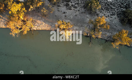 Giant fiume vecchio red gums aggrapparsi alla banca del grande Anabranch del Darling River, ad ovest di Wentworth, NSW, Australia. Foto Stock