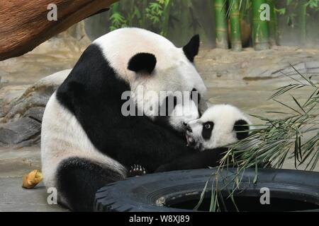 Femmina di panda gigante Ju Xiao partecipa a uno dei suoi baby tripletti a Chimelong Safari Park nella città di Guangzhou, Cina del sud della provincia di Guangdong, 9 Dicembre 2 Foto Stock
