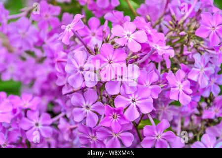 Phlox paniculata profumati fiori nel giardino. Dolce sfondo floreale, il fuoco selettivo. Viola chiaro perenne phlox macro. Il giardinaggio, floricultur Foto Stock