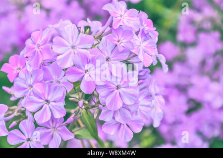 Phlox paniculata profumati fiori nel giardino. Dolce sfondo floreale, il fuoco selettivo. Viola chiaro variegato phlox macro. Il giardinaggio, floricultu Foto Stock