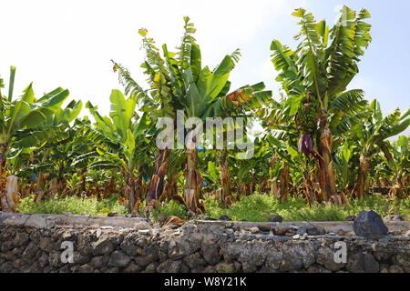 Le piantagioni di banane in Tenerife, Isole Canarie Foto Stock