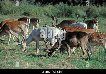 Daini (Dama Dama), pascolo bachelor allevamento di individui che mostrano il rivestimento o pelage variazioni di colore, macchiato, in bianco e nero. Nel parco ​a impostazione. Foto Stock