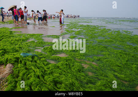 I turisti hanno divertimento su un alghe-spiaggia coperta in città Rizhao, est Chinas provincia di Shandong, 24 giugno 2014. Una fioritura di alghe o verde di marea, ha bro Foto Stock