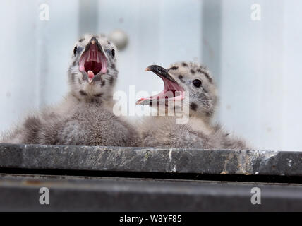 Aringa gabbiano nidificazione di famiglia sul pubblico sul tetto della casa piuttosto che località costiere. Foto Stock
