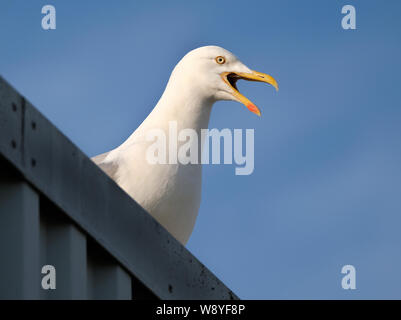 Aringa gabbiano nidificazione di famiglia sul pubblico sul tetto della casa piuttosto che località costiere. Foto Stock