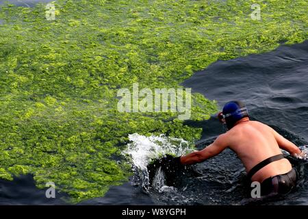 Un nuotatore sgombra le alghe verdi in acqua sulla linea costiera di Qingdao City East Chinas provincia di Shandong, 22 giugno 2014. Una fioritura di alghe o gre Foto Stock