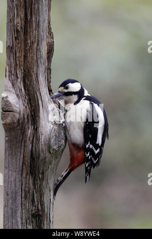 Picchio rosso maggiore, Dendrocopus major, lavorando in una cavità Foto Stock