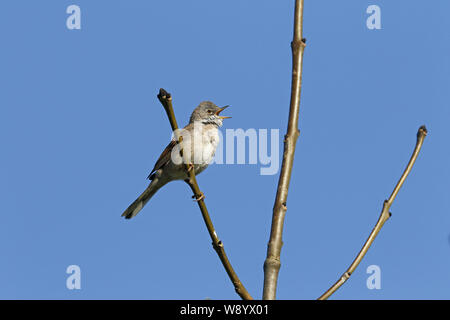 Common Whitethroat, Sylvia communis, canto territoriale Foto Stock