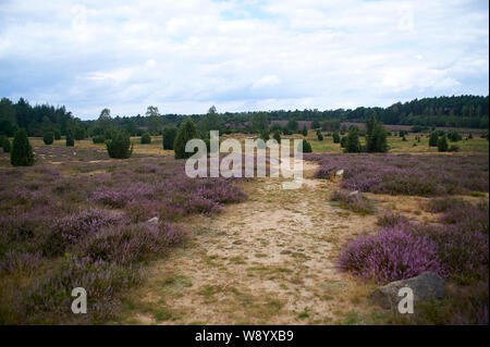 Heather in fiore Foto Stock