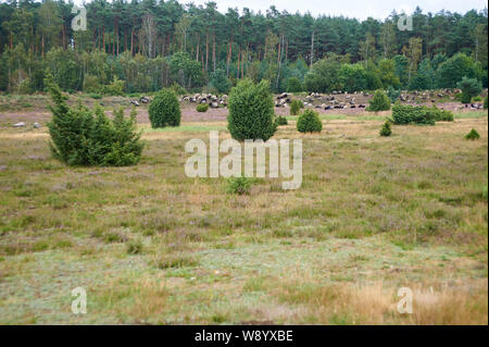 Pascolo grigio tedesco Heath nella brughiera di Lüneburg Foto Stock