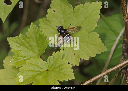 Bianco-sbarrate torba Hoverfly Sericomyia lappona Foto Stock