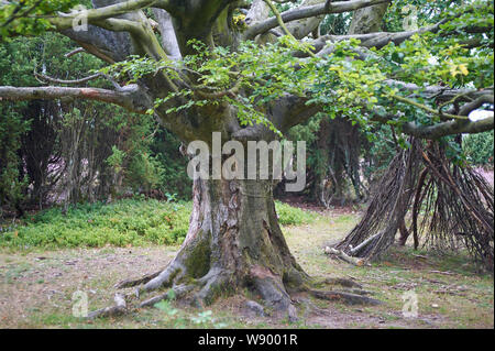 A spazzare il vecchio albero di ontano nella brughiera di Lüneburg Foto Stock