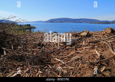 Il legno tagliato si trova sparso dopo che gli alberi sono stati eliminati sull'isola di Osterøy nella contea di Vestland, Norvegia. Foto Stock