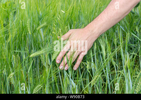 Maschio lato tocca le orecchie di segale avena. Orecchio verde con semi di cereali della segala frumento avena. Un agricoltore conduce attraverso il campo, una mano d'uomo tocca immaturo sp Foto Stock