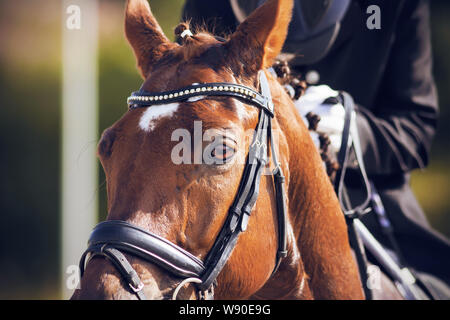 Il muso di un cavallo rosso, vestito di una briglia e altre munizioni per sport equestri e illuminata dalla luce del sole in estate, dietro in Foto Stock