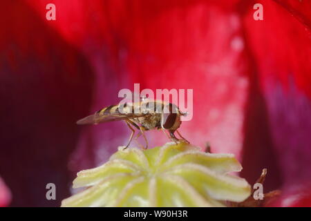 Hoverfly sul papavero fiore specie Syrphus Essex, Regno Unito AL001079 Foto Stock