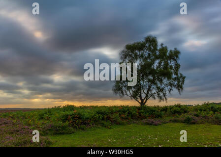 Rotture di nuvole che si muovono velocemente il paesaggio in una giornata di vento dopo una tempesta in una serata estiva in New Forest, Hampshire, Inghilterra, Regno Unito Foto Stock