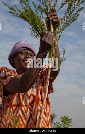 Agricoltura e trasformazione di olio di albero del tè. Kenya Foto Stock