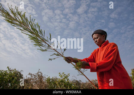 Agricoltura e trasformazione di olio di albero del tè. Kenya Foto Stock