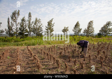 Agricoltura e trasformazione di olio di albero del tè. Kenya Foto Stock