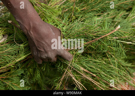 Agricoltura e trasformazione di olio di albero del tè. Kenya Foto Stock