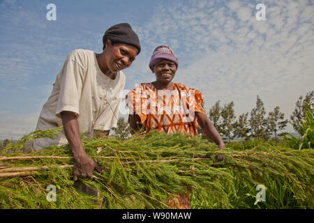 Agricoltura e trasformazione di olio di albero del tè. Kenya Foto Stock