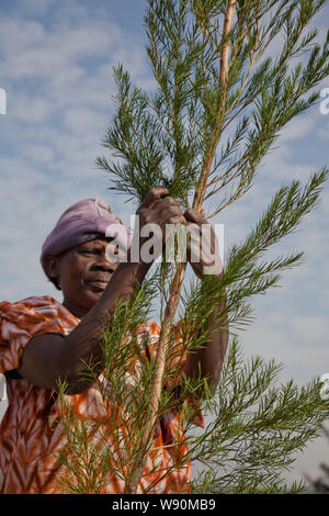 Agricoltura e trasformazione di olio di albero del tè. Kenya Foto Stock