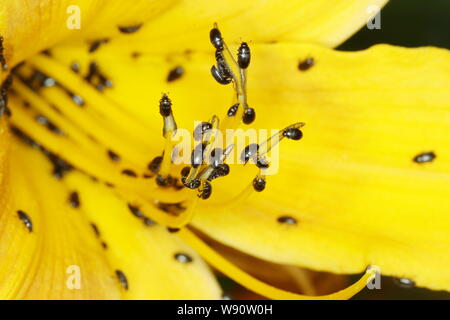 Il polline di Coleotteri - su giallo Hemerocallis Flower Meligethes aeneus Essex, Regno Unito AL001115 Foto Stock