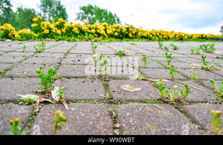 Prospettiva con bassa profondità di campo del vecchio cobblestone pavement nel parco della città. Erba selvatica e moss crescere tra i piccoli quadrati di piastrelle in ciottoli di o Foto Stock