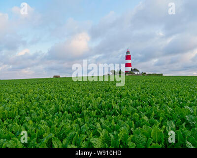 In una serata estiva Happisburgh lighthous sorge circondato da un mare di barbabietole da zucchero Foto Stock