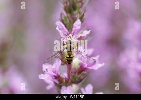 La marmellata di arance Hoverfly - su Purple Loosestrife Flower Episyrphus balteatus Essex, Regno Unito AL001134 Foto Stock