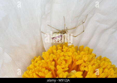 Candy-striped Spider - sul fiore Romneya Enoplognatha ovata Essex, Regno Unito AL001144 Foto Stock