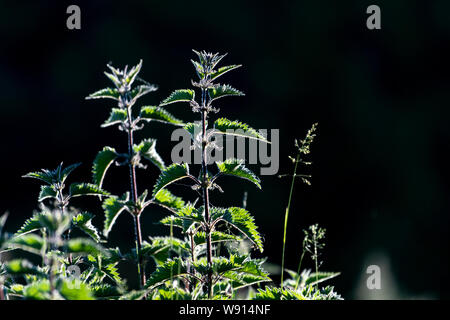 Retroilluminato, Ortica Urtica dioica, all'inizio dell'estate. Regno Unito. Foto Stock