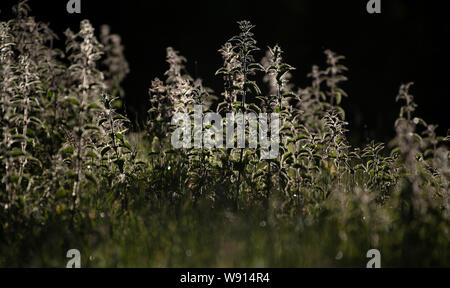 Retroilluminato, Ortica Urtica dioica, all'inizio dell'estate. Regno Unito. Foto Stock