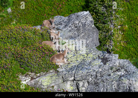 Familie Steinböcke auf Felsenvorsprung in den Berner Alpen Foto Stock