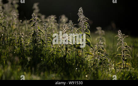 Retroilluminato, Ortica Urtica dioica, all'inizio dell'estate. Regno Unito. Foto Stock