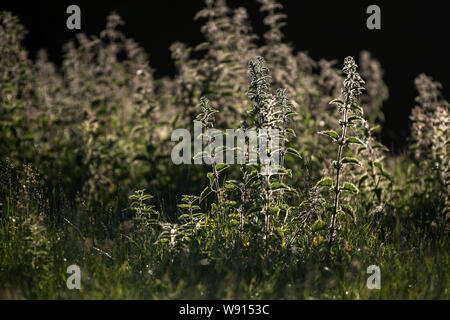 Retroilluminato, Ortica Urtica dioica, all'inizio dell'estate. Regno Unito. Foto Stock