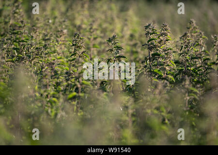 Retroilluminato, Ortica Urtica dioica, all'inizio dell'estate. Regno Unito. Foto Stock