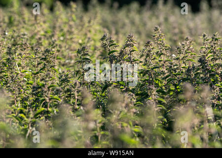 Retroilluminato, Ortica Urtica dioica, all'inizio dell'estate. Regno Unito. Foto Stock