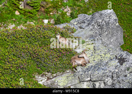 Familie Steinböcke auf Felsenvorsprung in den Berner Alpen Foto Stock