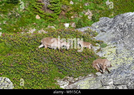 Herde Steinböcke auf Felsenvorsprung in den Berner Alpen Foto Stock