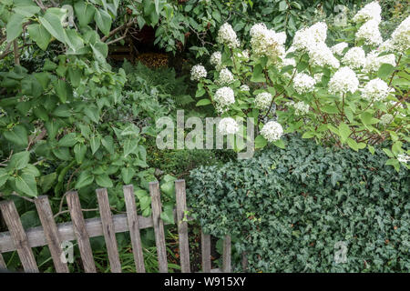 Ampio giardino ombreggiato, recinzione di legno, bianco hydrangea paniculata, fogliame Foto Stock