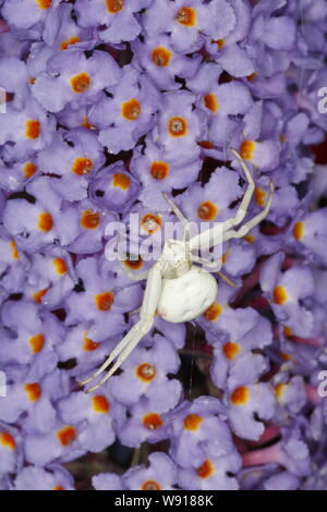 Il ragno granchio - su Buddleia Flower Misumena vatia Essex, Regno Unito AL001176 Foto Stock