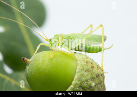 Un maschio di Oak Bush-cricket, Meconema thalassinum, fotografato su una ghianda con foglie di quercia in uno studio prima del rilascio. Sfondo bianco. A nord del Dorset Eng Foto Stock