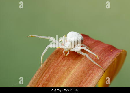 Il ragno granchio - su Hemerocallis Flower Misumena vatia Essex, Regno Unito AL001183 Foto Stock