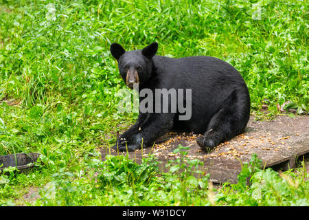 Black Bear in rifugio Foto Stock