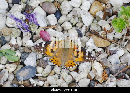 Dipinto di Lady Butterfly - appoggiata sulla ghiaia Vanessa cardui Essex, Regno Unito AL001240 Foto Stock