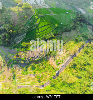 Cascata verde campo di riso piantagione a Bali, Indonesia Foto Stock