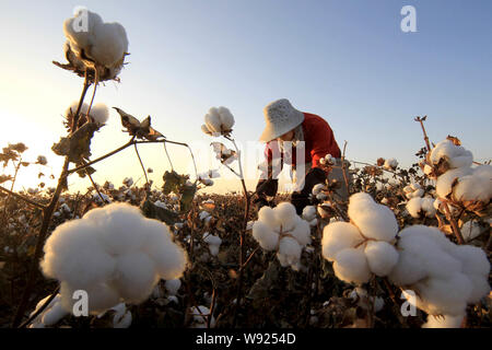 --FILE -- un agricoltore cinese il raccolto del cotone in un campo in città Hami, Northwest Chinas Xinjiang Uygur Regione autonoma, 26 ottobre 2013. I cinesi andare Foto Stock