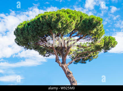 Un pino di pietra di fronte ad un cielo blu con poche nuvole Foto Stock